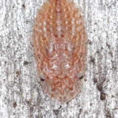 Ledrinae (subfamily) (A Flat-headed Leafhopper) at Downer, ACT - 28 May 2021 by TimL