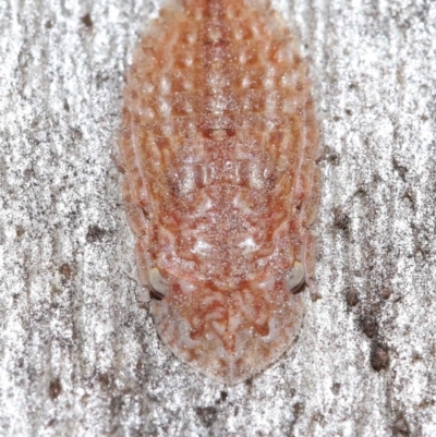 Ledrinae (subfamily) (A Flat-headed Leafhopper) at ANBG - 28 May 2021 by TimL