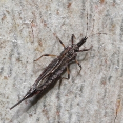 Idolothrips spectrum (Giant thrips) at Acton, ACT - 23 May 2021 by TimL