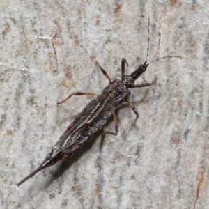 Idolothrips spectrum at Acton, ACT - 23 May 2021 12:36 PM