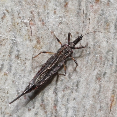 Idolothrips spectrum (Giant thrips) at ANBG - 23 May 2021 by TimL