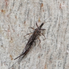 Idolothrips spectrum at Acton, ACT - 23 May 2021 12:36 PM