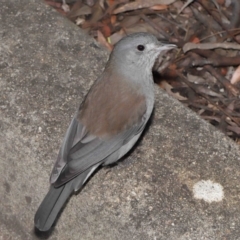 Colluricincla harmonica (Grey Shrikethrush) at Downer, ACT - 28 May 2021 by TimL