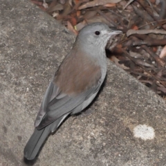 Colluricincla harmonica (Grey Shrikethrush) at ANBG - 28 May 2021 by TimL