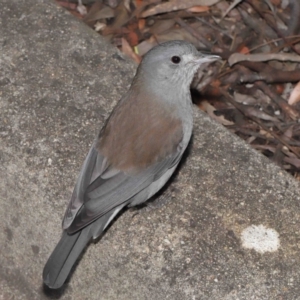 Colluricincla harmonica at Downer, ACT - 28 May 2021