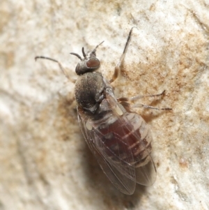 Ceratopogonidae (family) at Downer, ACT - 28 May 2021