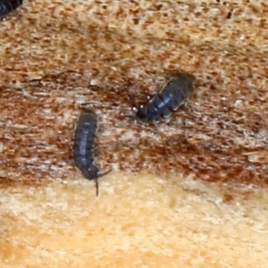 Hypogastrura sp. (genus) at Majura, ACT - 22 Aug 2020