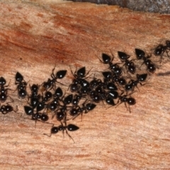 Crematogaster sp. (genus) (Acrobat ant, Cocktail ant) at Majura, ACT - 22 Aug 2020 by jb2602