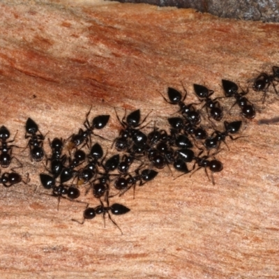 Crematogaster sp. (genus) (Acrobat ant, Cocktail ant) at Majura, ACT - 22 Aug 2020 by jb2602