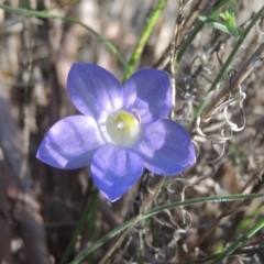 Wahlenbergia stricta subsp. stricta (Tall Bluebell) at Conder, ACT - 30 Mar 2021 by michaelb