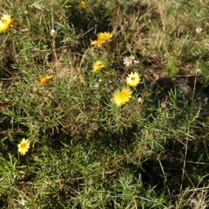 Xerochrysum viscosum at Holt, ACT - 29 May 2021