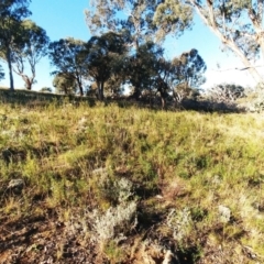 Xerochrysum viscosum at Holt, ACT - 29 May 2021