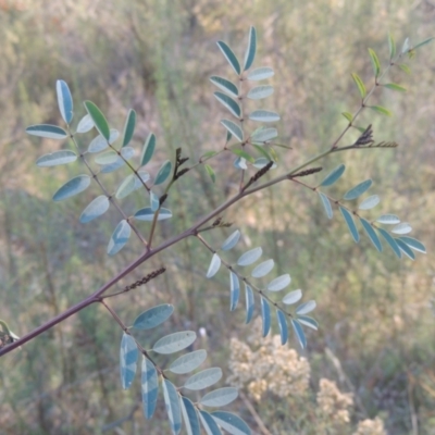 Indigofera australis subsp. australis (Australian Indigo) at Conder, ACT - 30 Mar 2021 by MichaelBedingfield