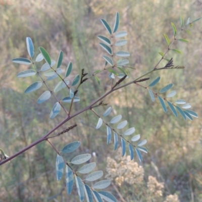 Indigofera australis subsp. australis (Australian Indigo) at Rob Roy Range - 30 Mar 2021 by michaelb