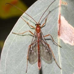 Enicospilus sp. (genus) (An ichneumon wasp) at Coree, ACT - 2 Jun 2021 by Roger