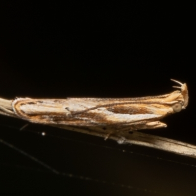 Eutorna tricasis (A Depressariid moth) at Sherwood Forest - 2 Jun 2021 by Roger