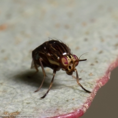 Steganopsis melanogaster (A lauxaniid fly) at Sherwood Forest - 2 Jun 2021 by Roger