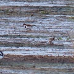 Charadrius melanops (Black-fronted Dotterel) at Fyshwick, ACT - 1 Jun 2021 by RodDeb