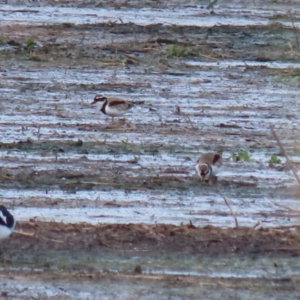 Charadrius melanops at Fyshwick Sewerage Treatment Plant - 1 Jun 2021 02:51 PM