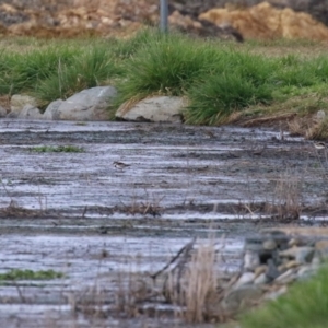 Charadrius melanops at Fyshwick Sewerage Treatment Plant - 1 Jun 2021 02:51 PM