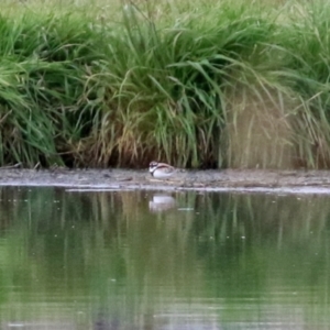 Charadrius melanops at Fyshwick Sewerage Treatment Plant - 1 Jun 2021 02:51 PM