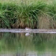 Charadrius melanops at Fyshwick Sewerage Treatment Plant - 1 Jun 2021