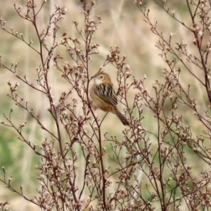 Cisticola exilis at Fyshwick, ACT - 1 Jun 2021