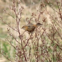 Cisticola exilis at Fyshwick, ACT - 1 Jun 2021