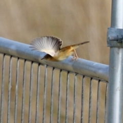 Cisticola exilis at Fyshwick, ACT - 1 Jun 2021