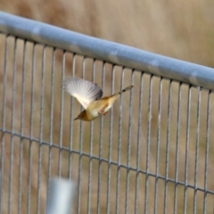 Cisticola exilis at Fyshwick, ACT - 1 Jun 2021