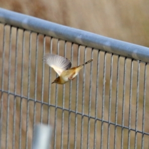 Cisticola exilis at Fyshwick, ACT - 1 Jun 2021