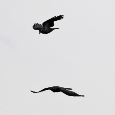 Corvus mellori (Little Raven) at Fyshwick, ACT - 1 Jun 2021 by RodDeb