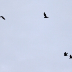 Corvus mellori at Fyshwick, ACT - 1 Jun 2021 01:36 PM