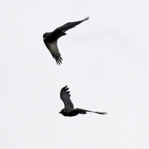 Corvus mellori at Fyshwick, ACT - 1 Jun 2021 01:36 PM