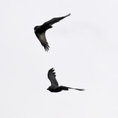 Corvus mellori at Fyshwick, ACT - 1 Jun 2021