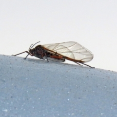 Tuberolachnus salignus (Giant willow aphid) at Fyshwick Sewerage Treatment Plant - 1 Jun 2021 by RodDeb