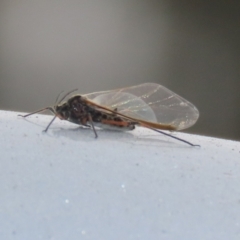 Tuberolachnus salignus at Fyshwick Sewerage Treatment Plant - 1 Jun 2021