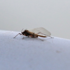 Tuberolachnus salignus at Fyshwick Sewerage Treatment Plant - 1 Jun 2021