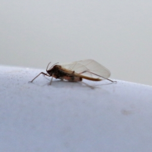 Tuberolachnus salignus at Fyshwick Sewerage Treatment Plant - 1 Jun 2021