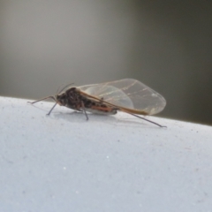 Tuberolachnus salignus at Fyshwick Sewerage Treatment Plant - 1 Jun 2021