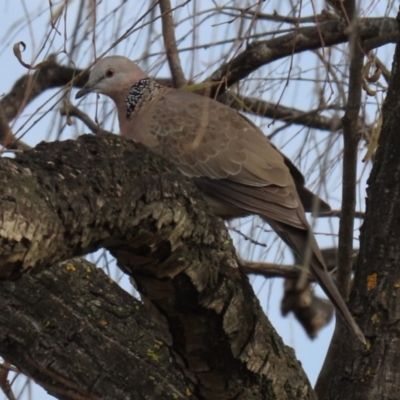 Spilopelia chinensis (Spotted Dove) at Jerrabomberra Wetlands - 1 Jun 2021 by RodDeb