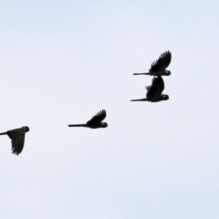 Zanda funerea (Yellow-tailed Black-Cockatoo) at Fyshwick, ACT - 1 Jun 2021 by RodDeb