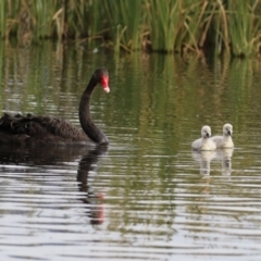 Cygnus atratus (Black Swan) at Fyshwick, ACT - 1 Jun 2021 by RodDeb