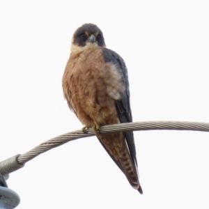 Falco longipennis at Fyshwick, ACT - 1 Jun 2021