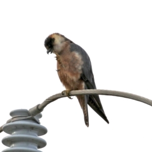 Falco longipennis at Fyshwick, ACT - 1 Jun 2021