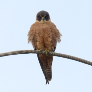 Falco longipennis at Fyshwick, ACT - 1 Jun 2021