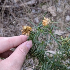 Xerochrysum viscosum (Sticky Everlasting) at 9 Mile Hill TSR - 2 Jun 2021 by Darcy