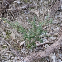 Xerochrysum viscosum at Table Top, NSW - 2 Jun 2021