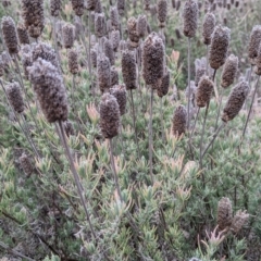 Lavandula stoechas (Spanish Lavender or Topped Lavender) at Table Top, NSW - 2 Jun 2021 by Darcy