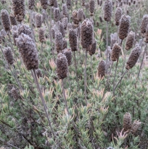 Lavandula stoechas at Table Top, NSW - 2 Jun 2021